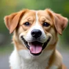 狗狗露齒：是微笑還是警告？破解狗狗身體語言的密碼！